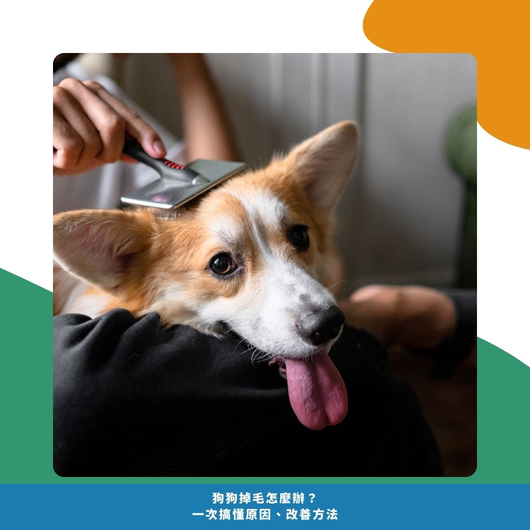 常見迷思:掉毛不是「清一清就好」的事 常見迷思:掉毛不是「清一清就好」的事