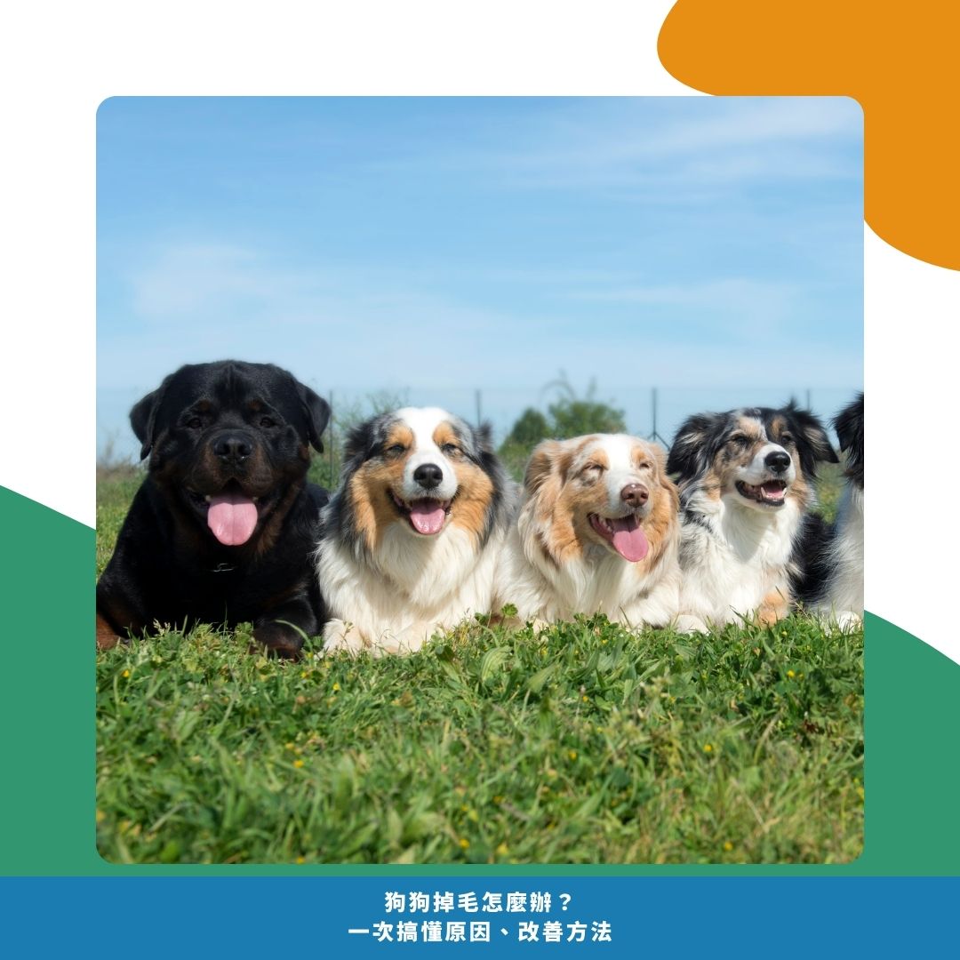 哪些狗狗特別容易掉毛? 哪些狗狗特別容易掉毛?