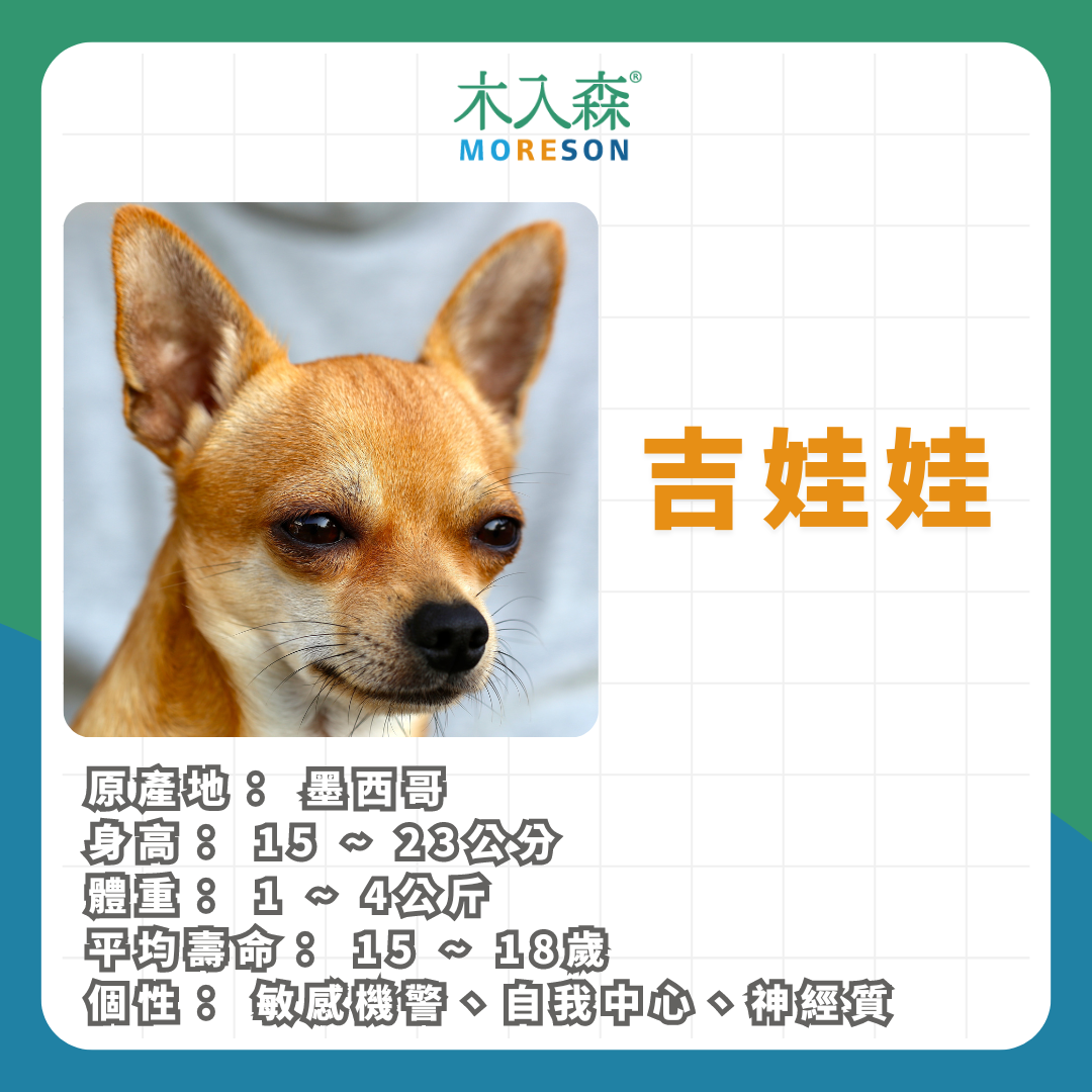 21種狗狗品種總整理|養狗狗前必讀 21種狗狗品種總整理|養狗狗前必讀