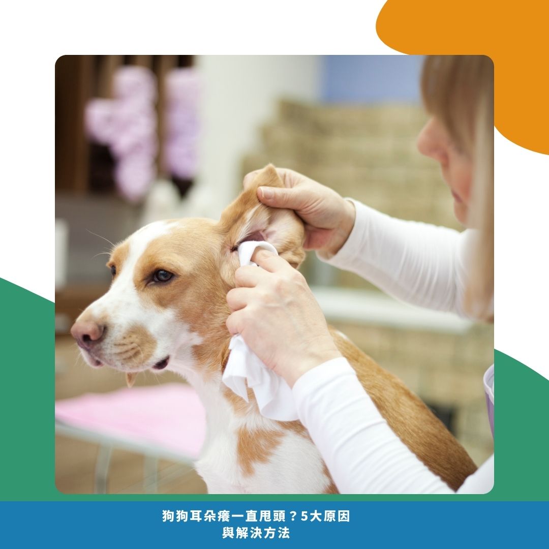 飼主居家檢查與清潔步驟 飼主居家檢查與清潔步驟