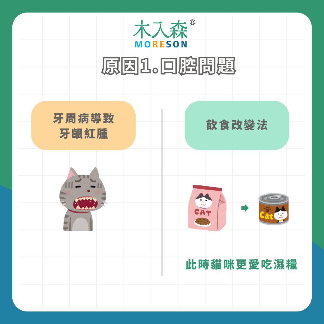 身體發出警訊!為什麼貓不吃飯?4 種常見原因及改善方法 身體發出警訊!為什麼貓不吃飯?4 種常見原因及改善方法