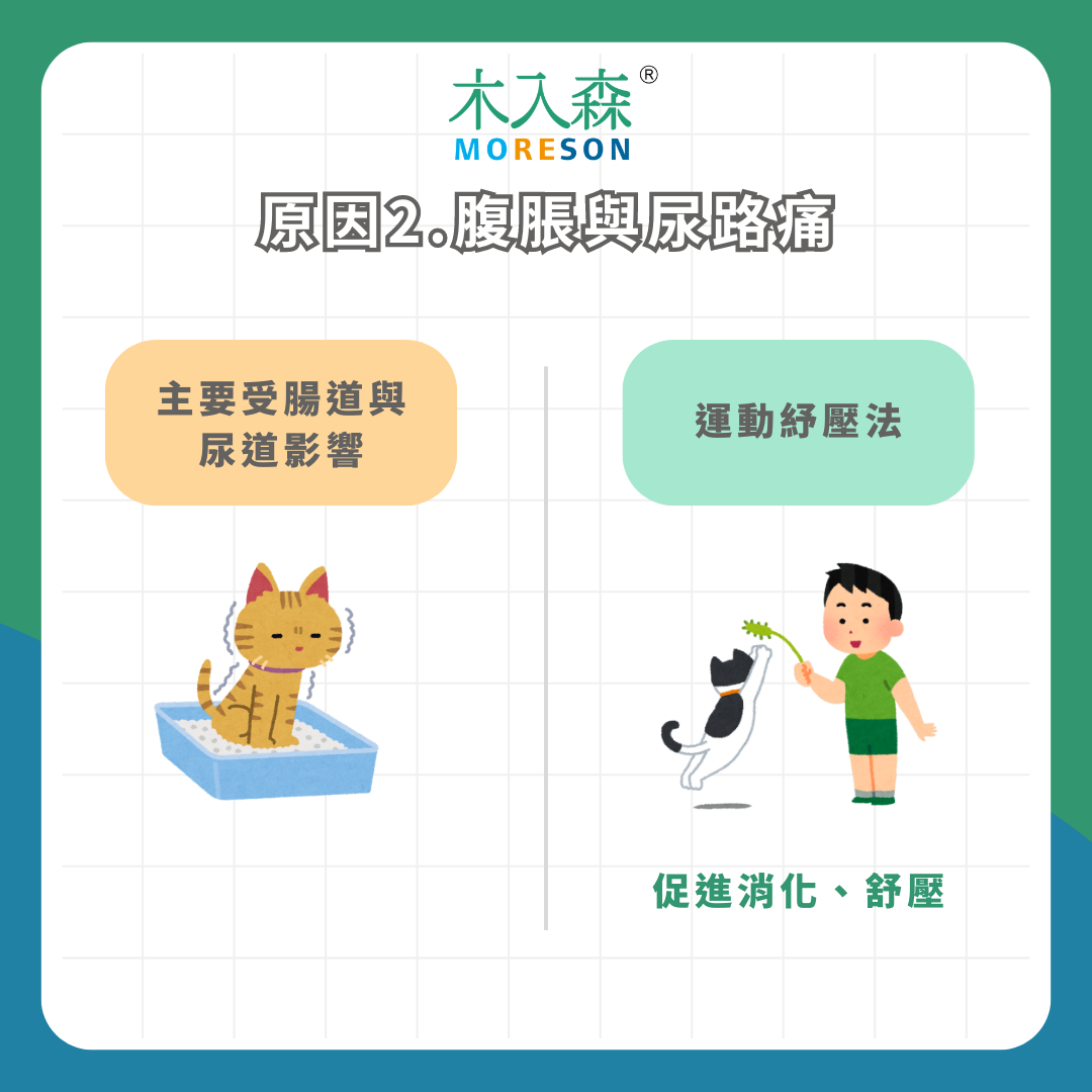 身體發出警訊!為什麼貓不吃飯?4 種常見原因及改善方法 身體發出警訊!為什麼貓不吃飯?4 種常見原因及改善方法