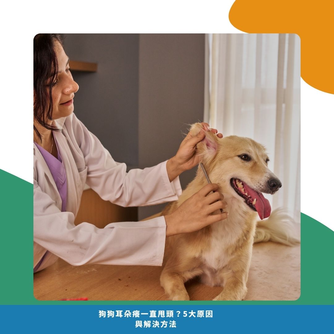 什麼時候要帶狗狗去看醫生? 什麼時候要帶狗狗去看醫生?