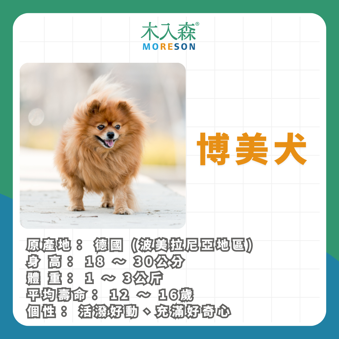 21種狗狗品種總整理|養狗狗前必讀 21種狗狗品種總整理|養狗狗前必讀