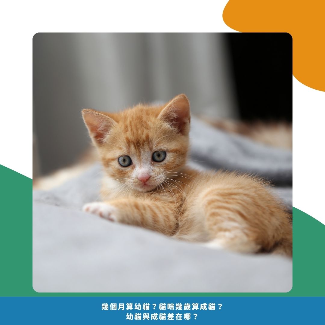 幼貓定義 幼貓定義