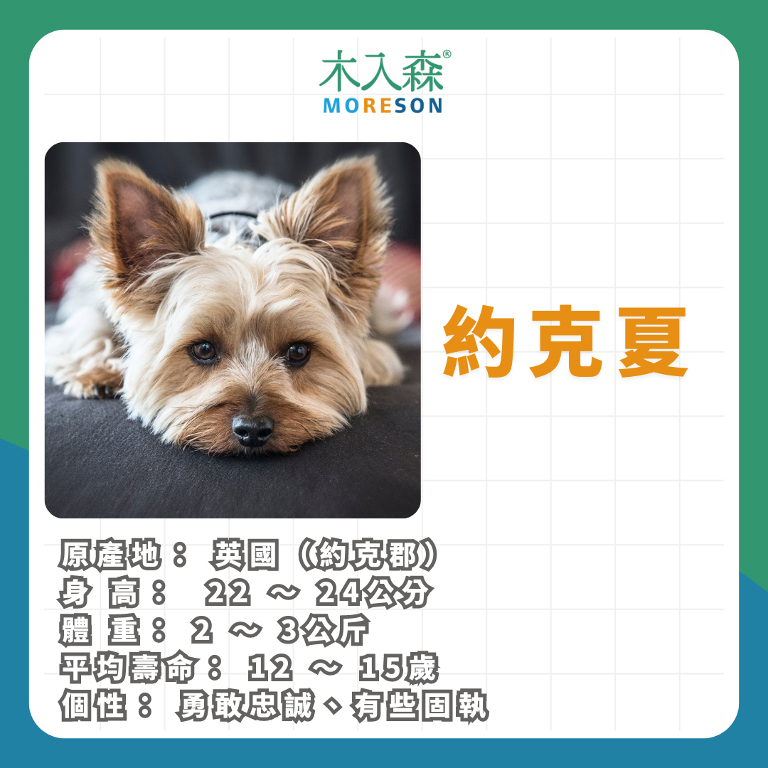 21種狗狗品種總整理|養狗狗前必讀 21種狗狗品種總整理|養狗狗前必讀