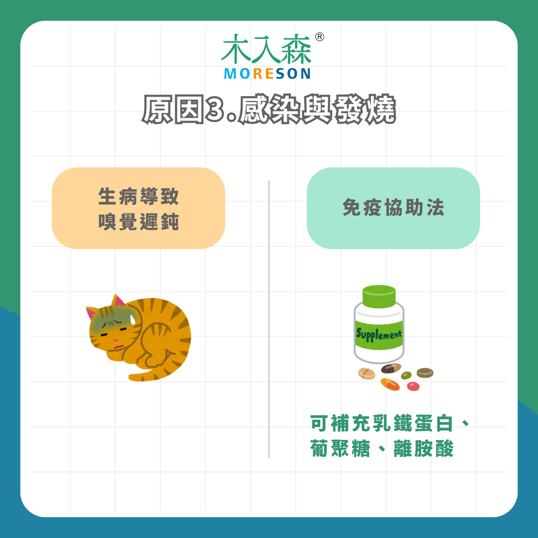 身體發出警訊!為什麼貓不吃飯?4 種常見原因及改善方法 身體發出警訊!為什麼貓不吃飯?4 種常見原因及改善方法