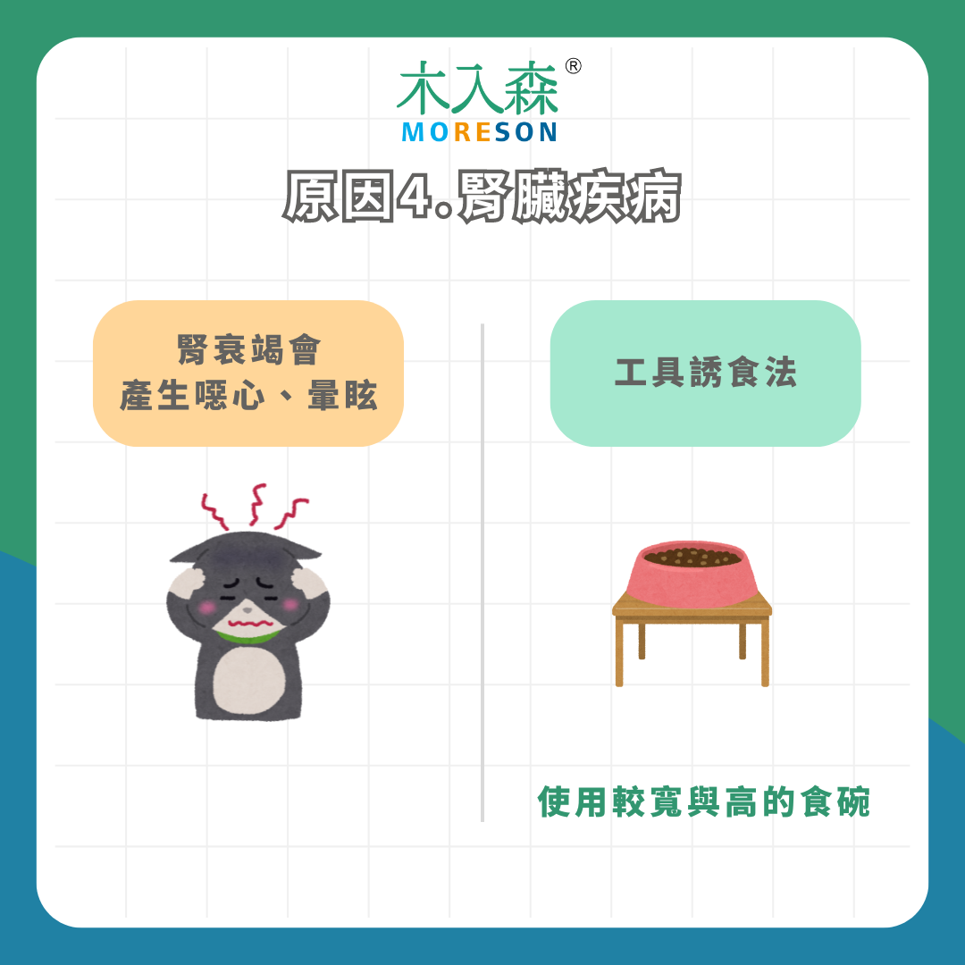 身體發出警訊!為什麼貓不吃飯?4 種常見原因及改善方法 身體發出警訊!為什麼貓不吃飯?4 種常見原因及改善方法