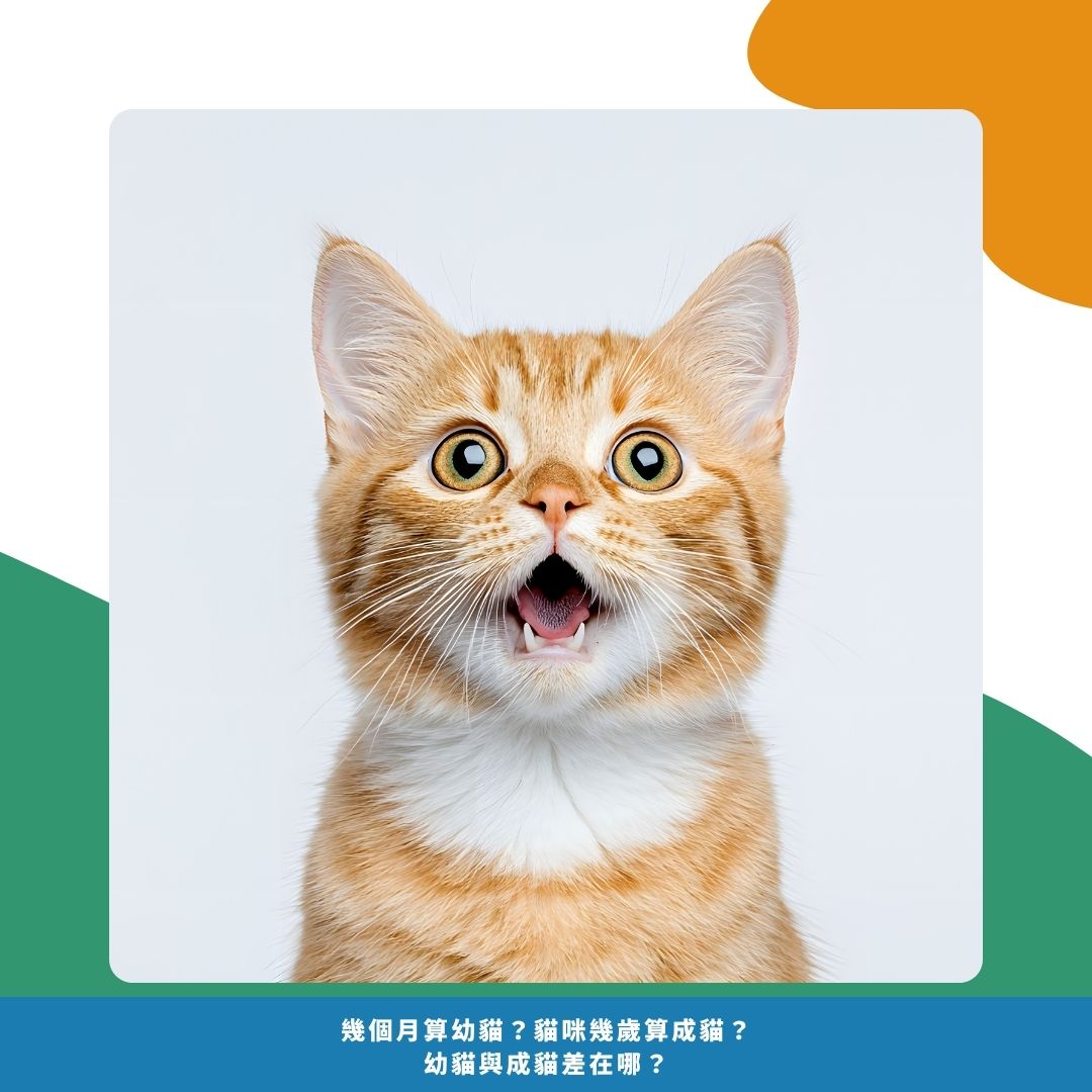 成貓定義 成貓定義