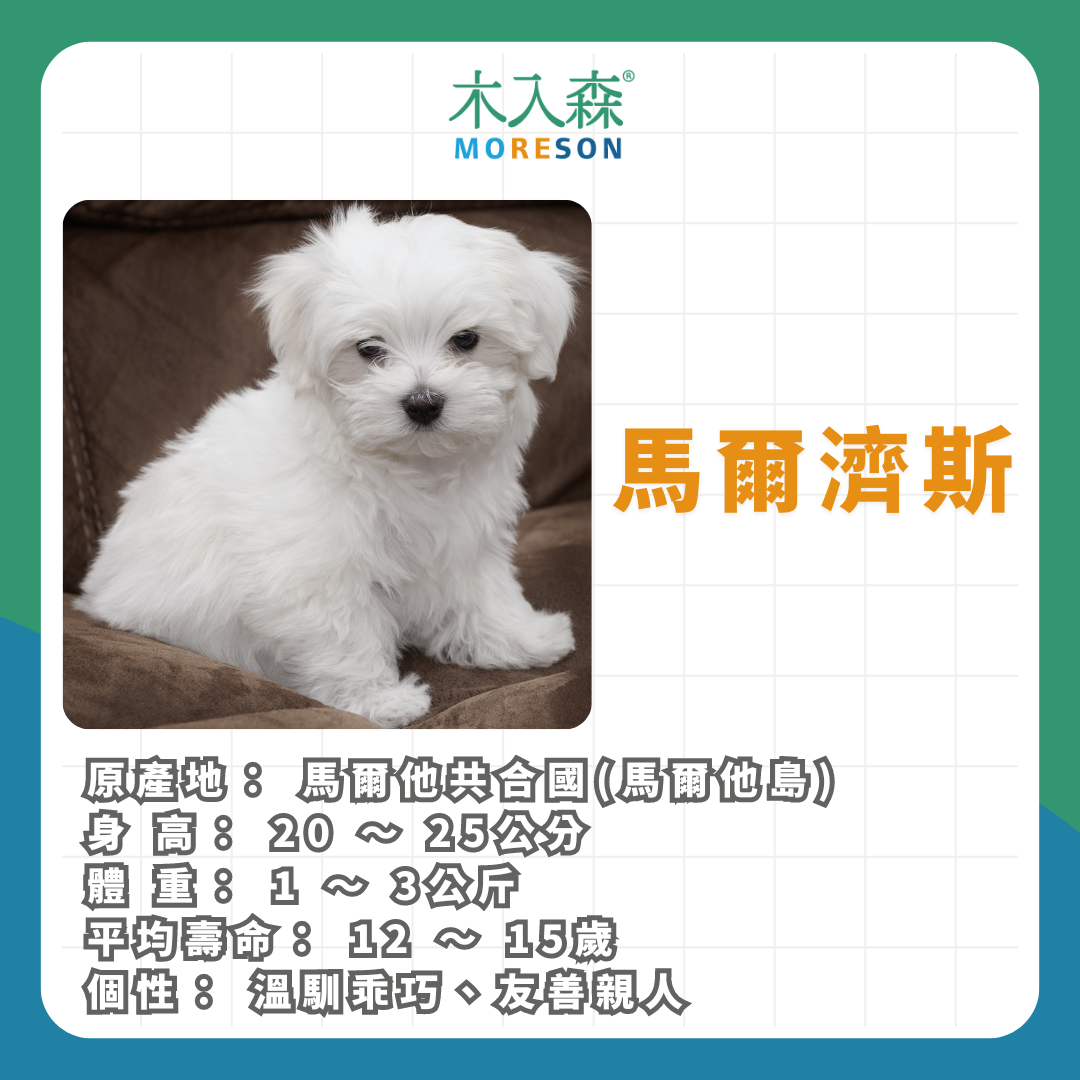 21種狗狗品種總整理|養狗狗前必讀 21種狗狗品種總整理|養狗狗前必讀