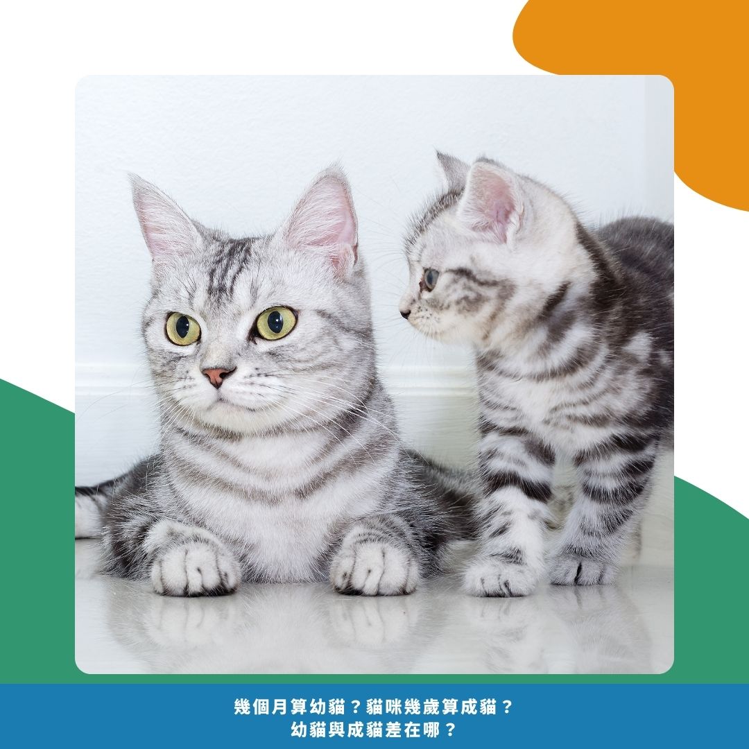 幼貓成貓差異 幼貓成貓差異