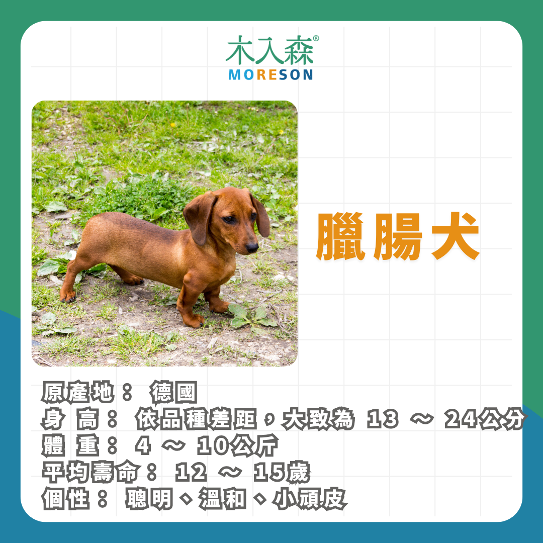 21種狗狗品種總整理|養狗狗前必讀 21種狗狗品種總整理|養狗狗前必讀