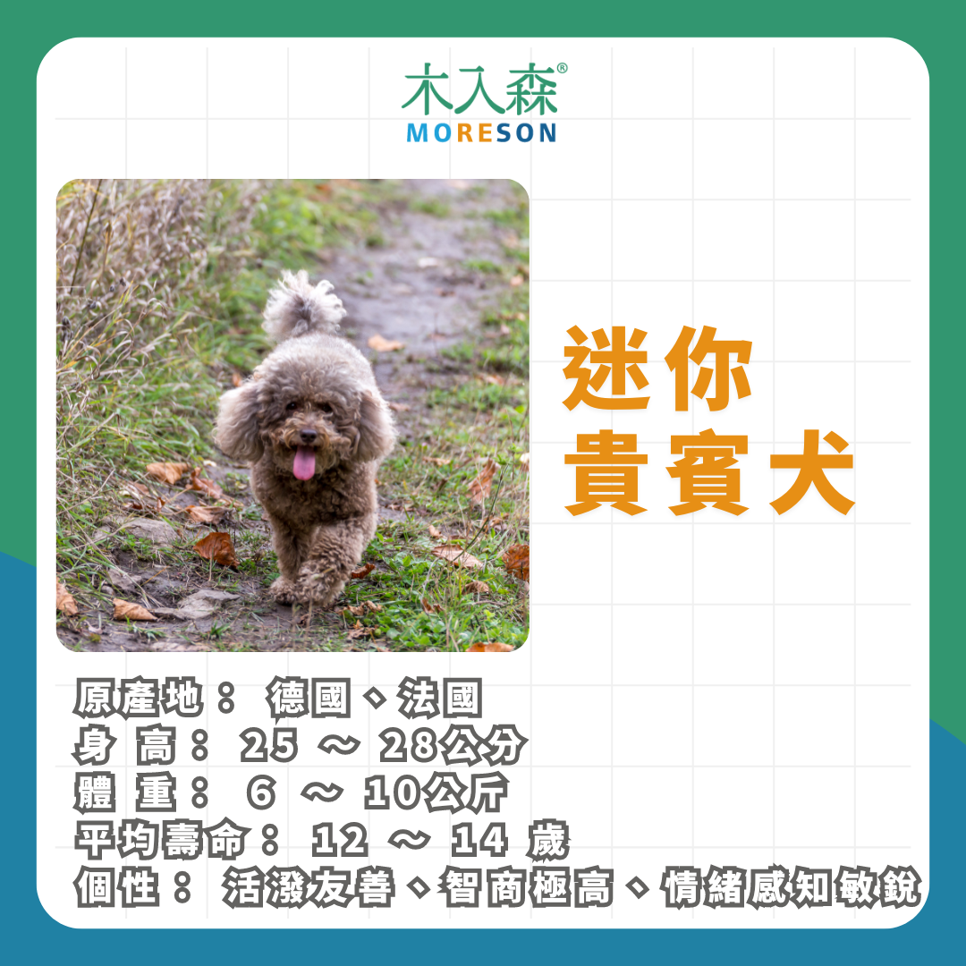 21種狗狗品種總整理|養狗狗前必讀 21種狗狗品種總整理|養狗狗前必讀