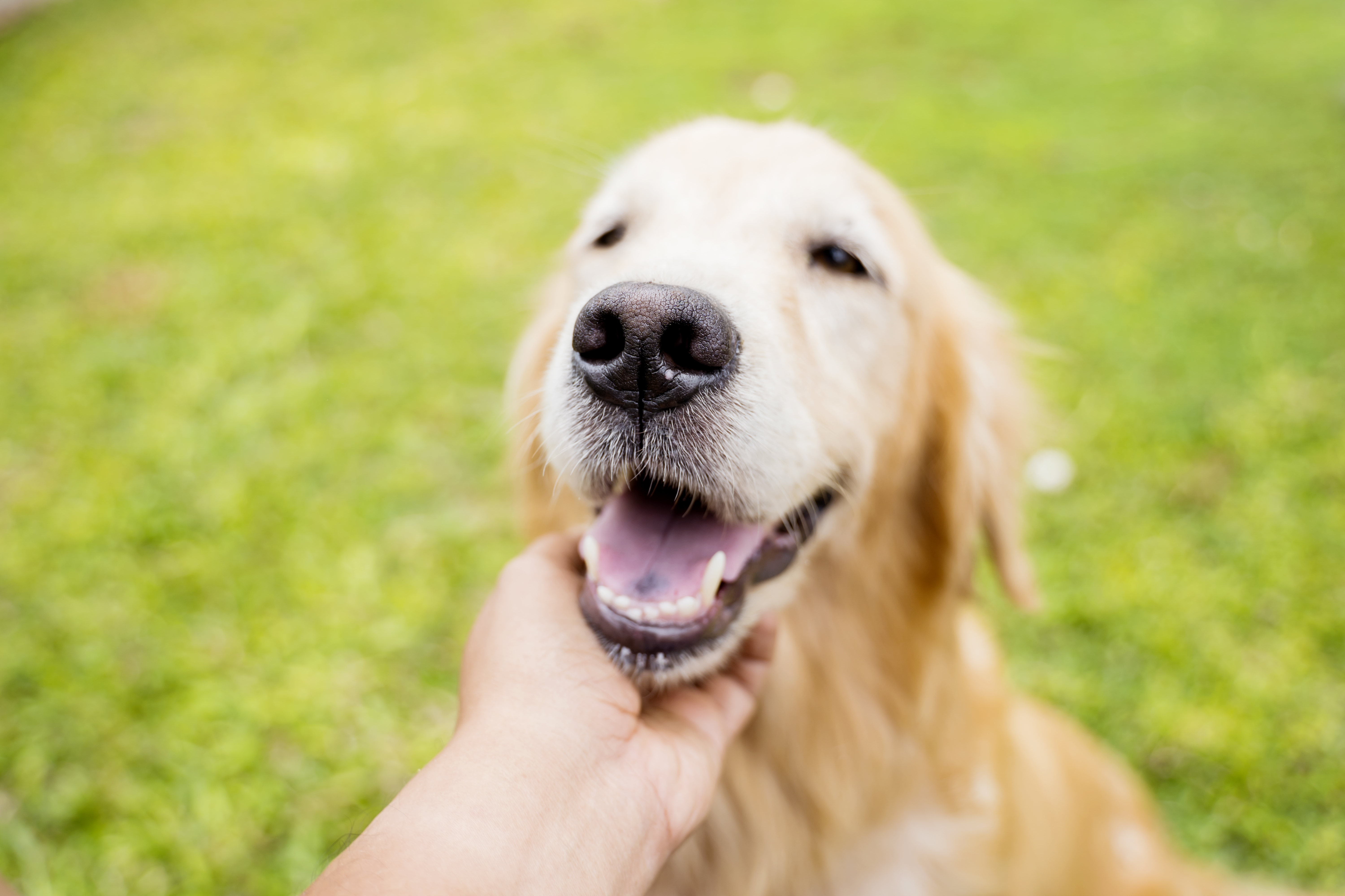黃金獵犬在草地上微笑,象徵犬貓皮膚與毛髮日常保健管理