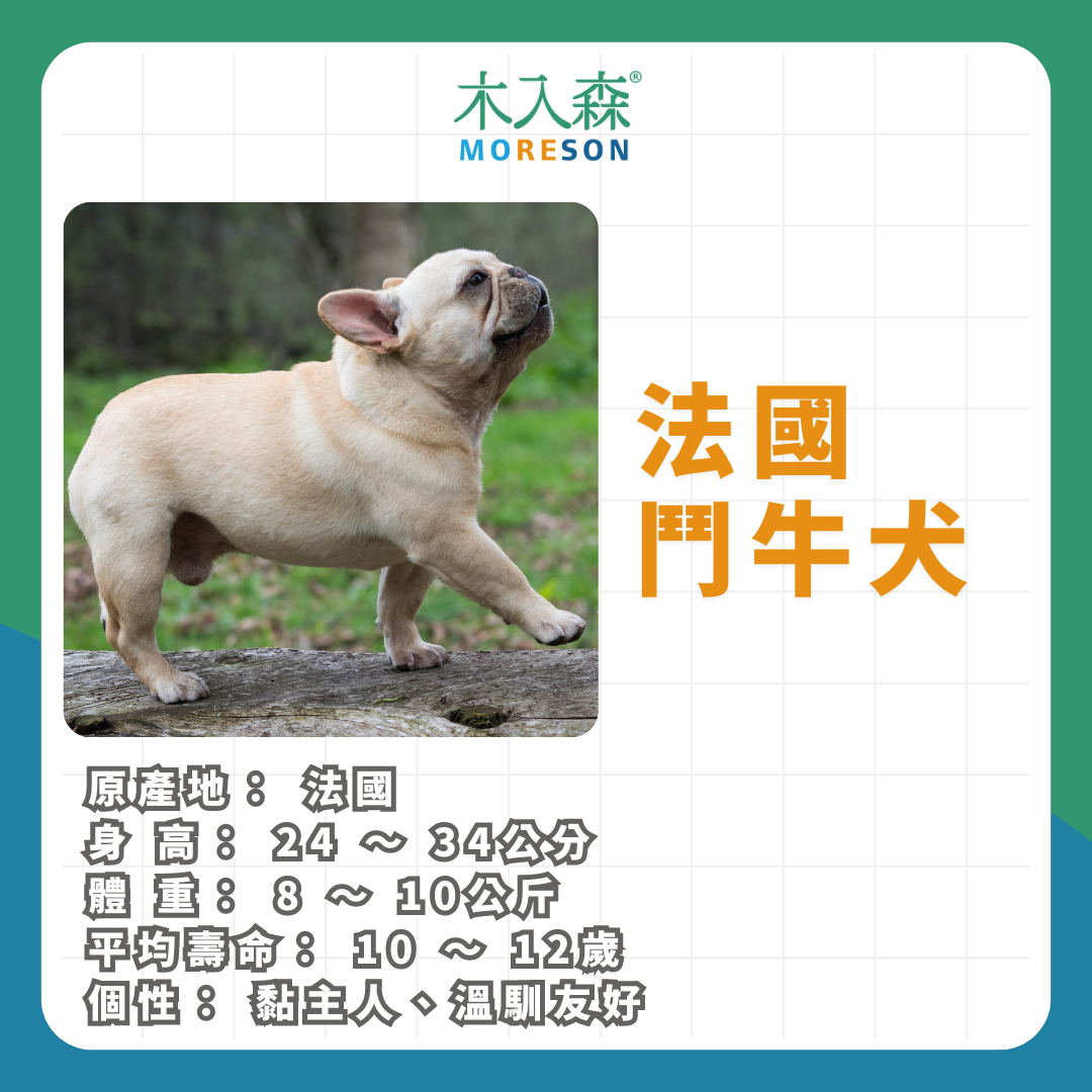 21種狗狗品種總整理|養狗狗前必讀 21種狗狗品種總整理|養狗狗前必讀