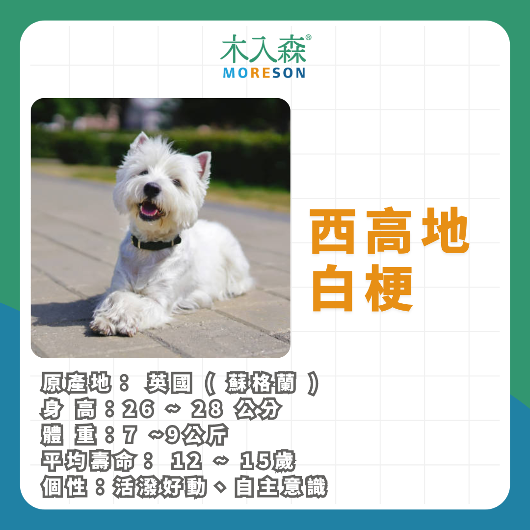 21種狗狗品種總整理|養狗狗前必讀 21種狗狗品種總整理|養狗狗前必讀