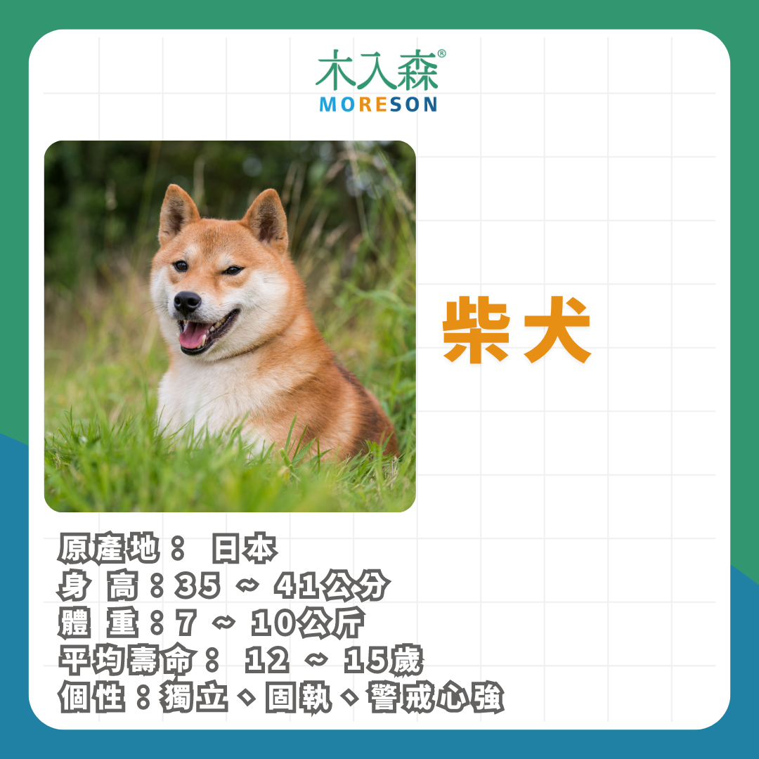 21種狗狗品種總整理|養狗狗前必讀 21種狗狗品種總整理|養狗狗前必讀