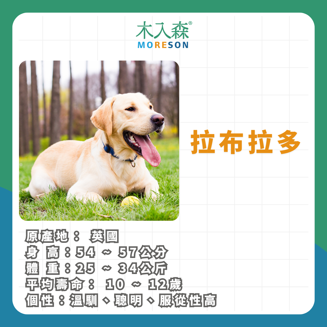 21種狗狗品種總整理|養狗狗前必讀 21種狗狗品種總整理|養狗狗前必讀