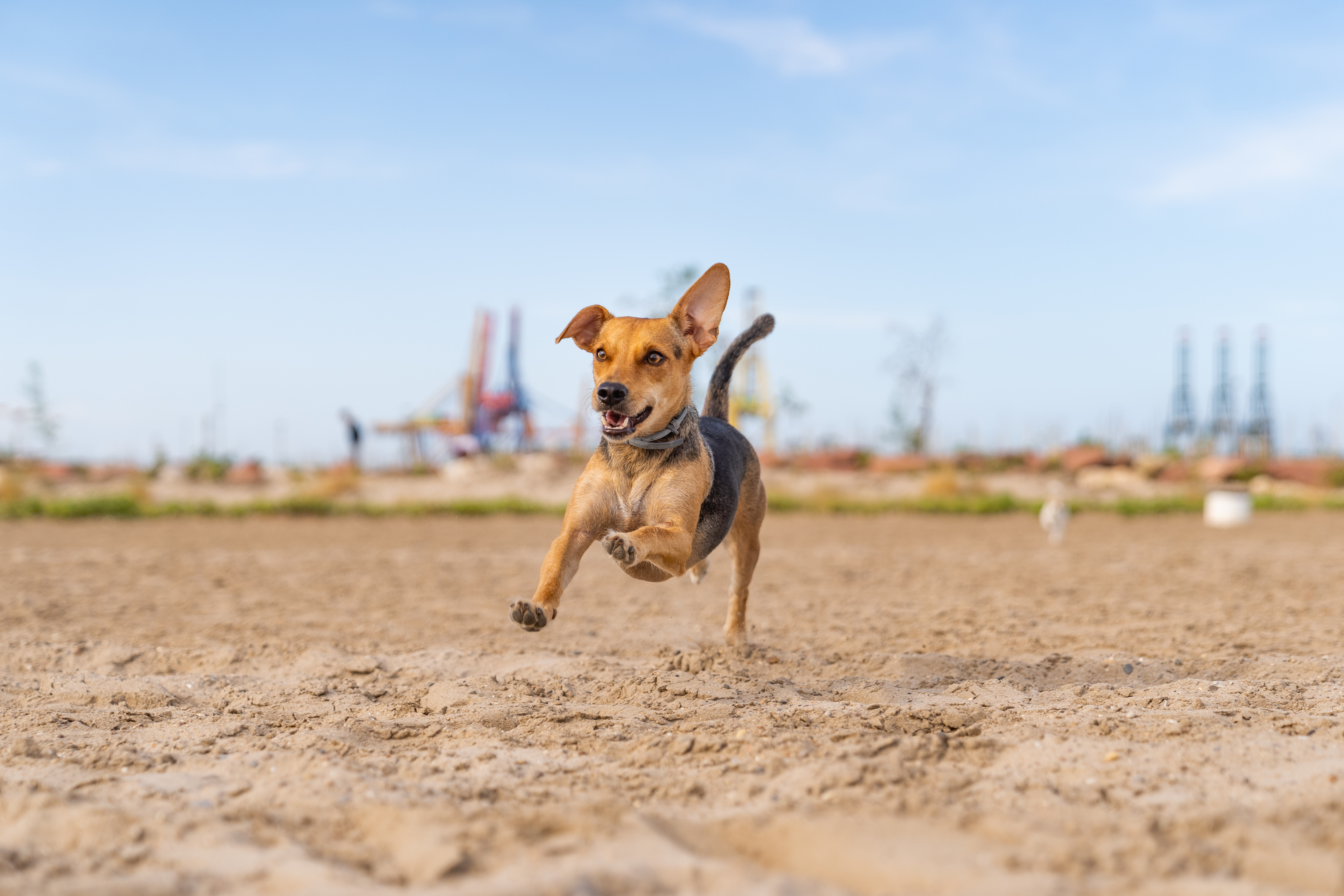 狗狗在戶外奔跑,象徵犬貓關節活動力與日常行動保健