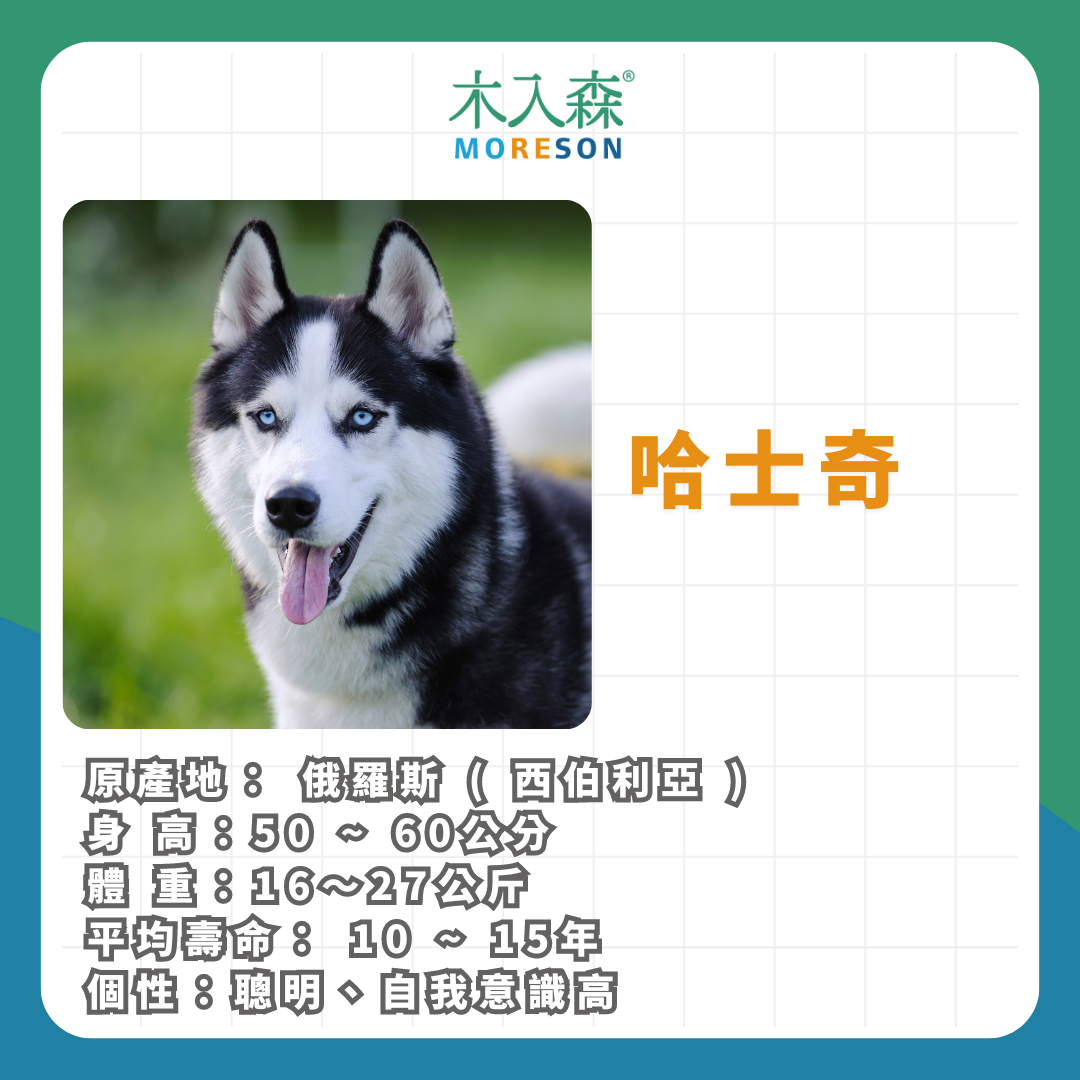 21種狗狗品種總整理|養狗狗前必讀 21種狗狗品種總整理|養狗狗前必讀