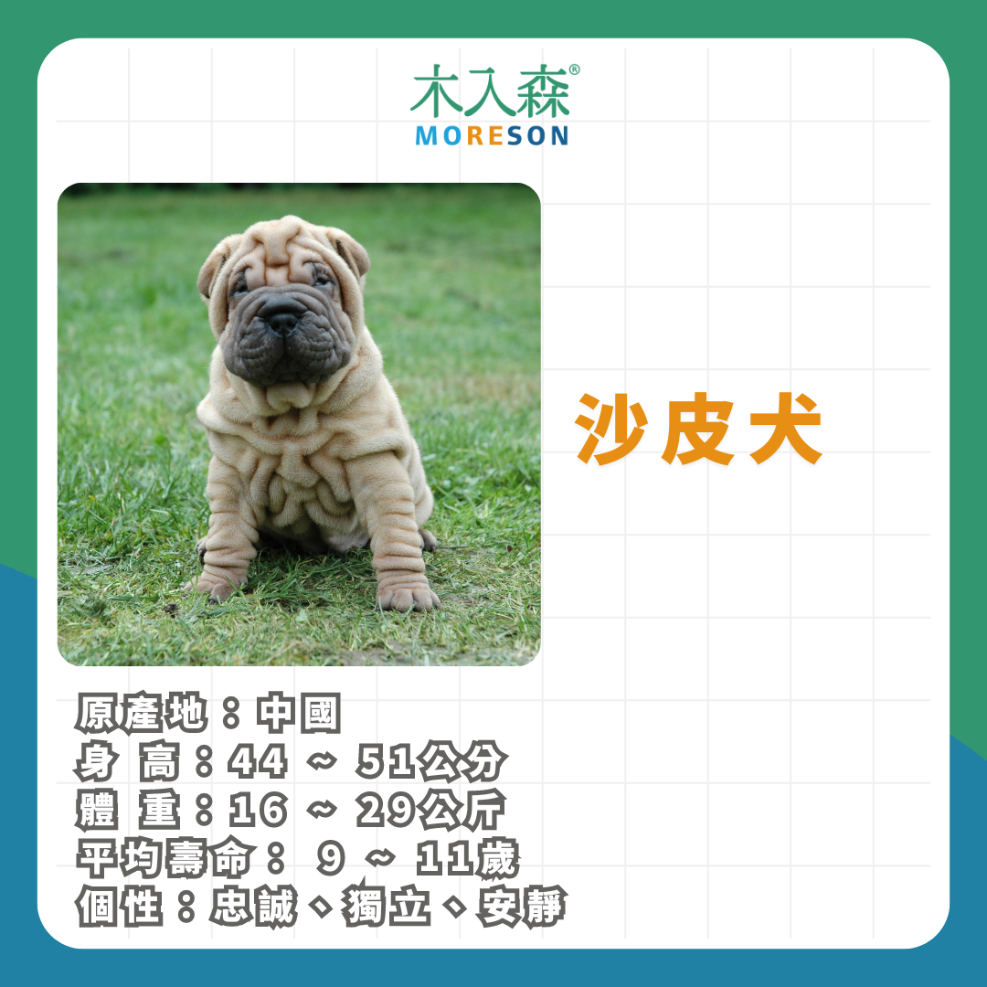 21種狗狗品種總整理|養狗狗前必讀 21種狗狗品種總整理|養狗狗前必讀