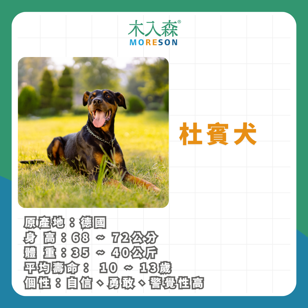 21種狗狗品種總整理|養狗狗前必讀 21種狗狗品種總整理|養狗狗前必讀