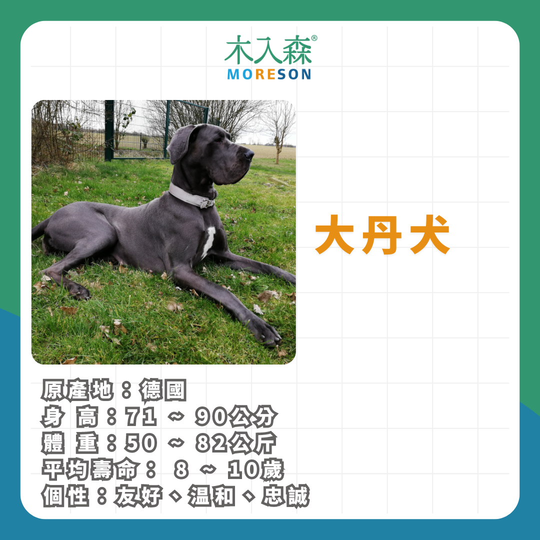 21種狗狗品種總整理|養狗狗前必讀 21種狗狗品種總整理|養狗狗前必讀