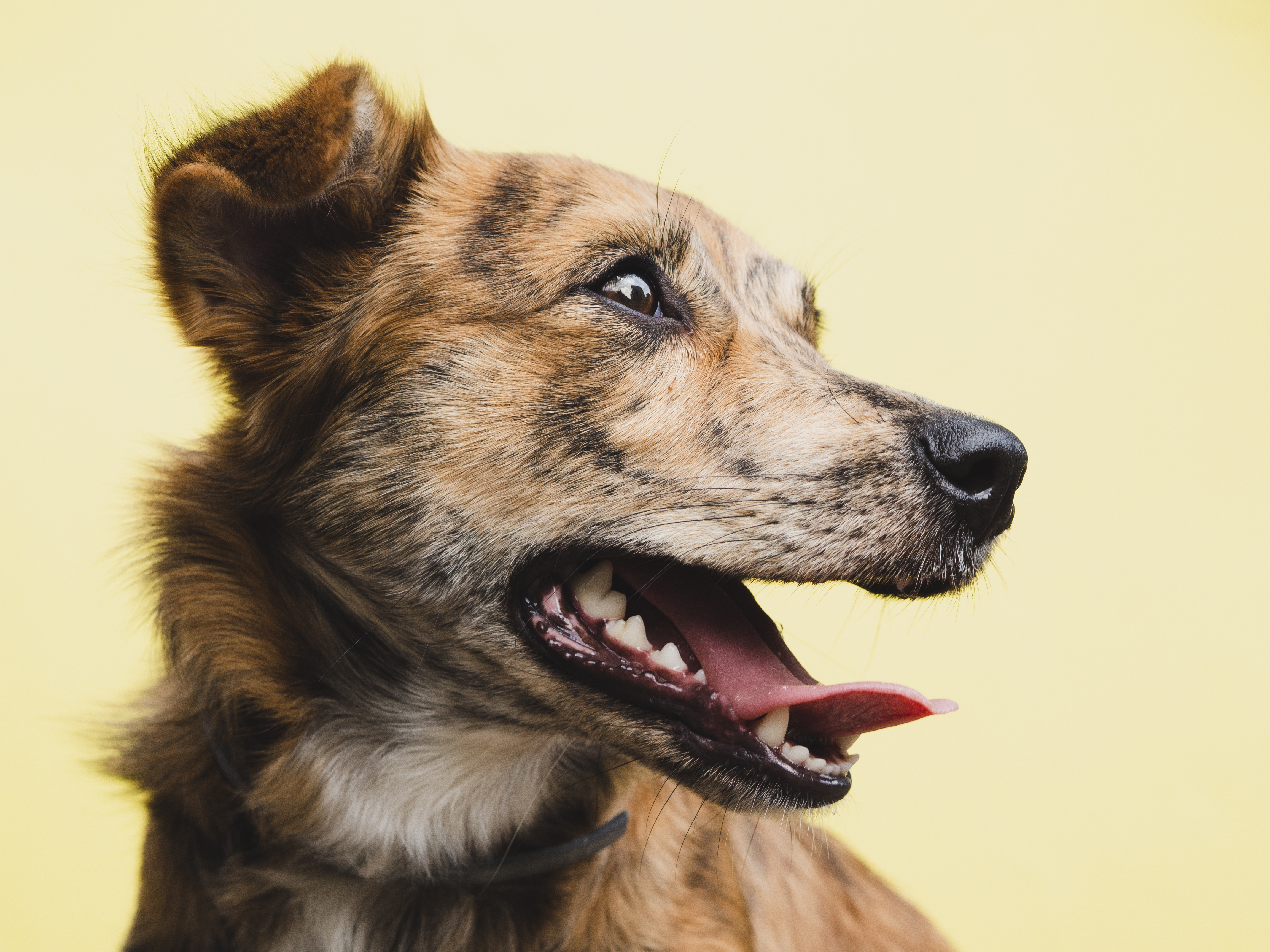 狗狗張嘴微笑特寫,象徵犬貓口腔清潔與牙齒保健管理