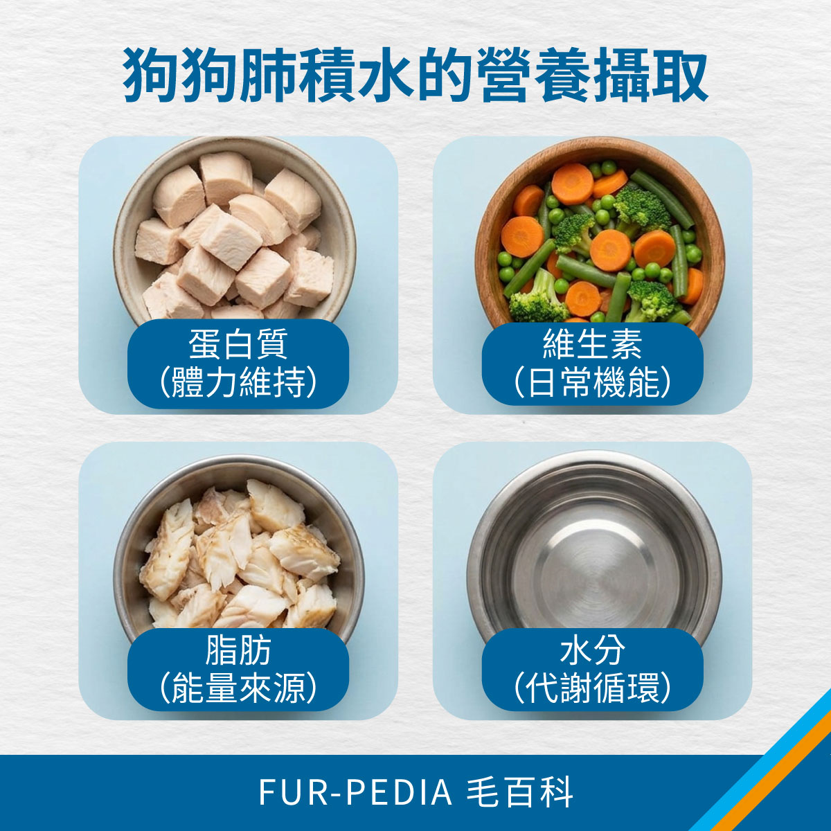 狗狗肺積水的營養攝取 四個碗中分別裝有蛋白質、蔬菜、脂肪與清水,對應狗狗在肺積水時需要補充的營養種類