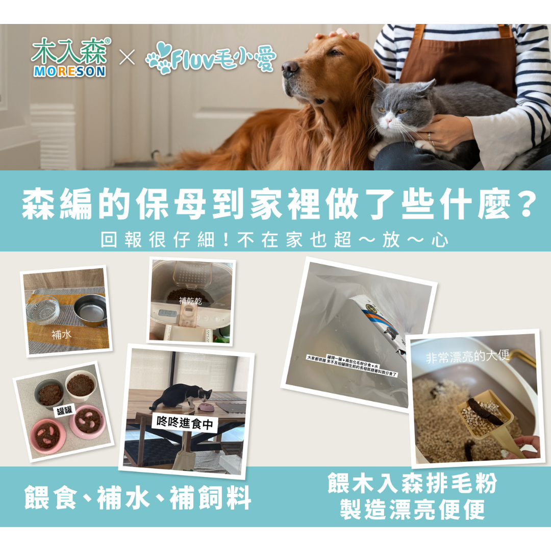 端午連假寵物不知道怎麼辦？寵物旅館、寵物保姆，寄宿方式如何選擇？