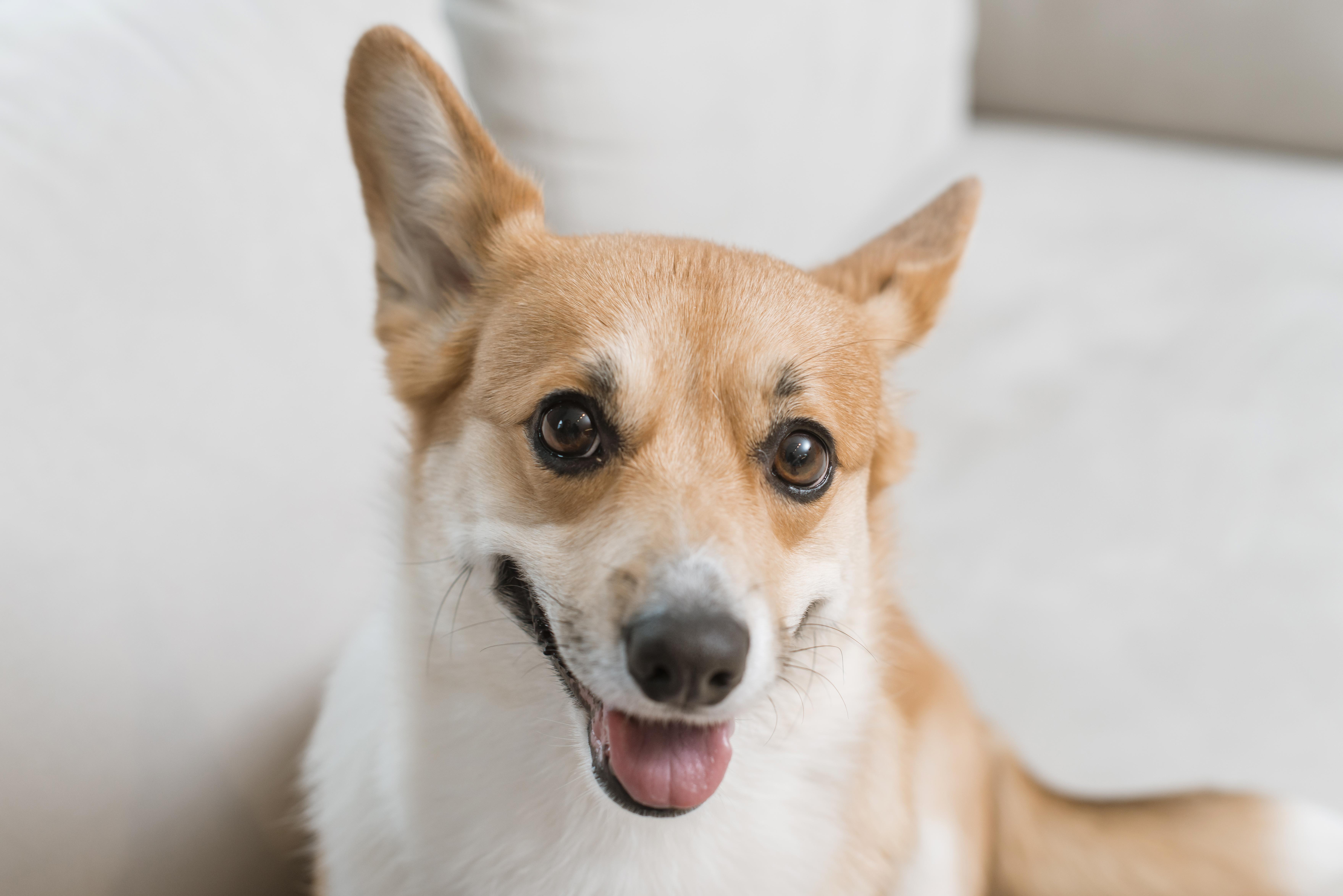 柴犬臉部特寫,象徵犬貓眼睛保養與日常護眼管理