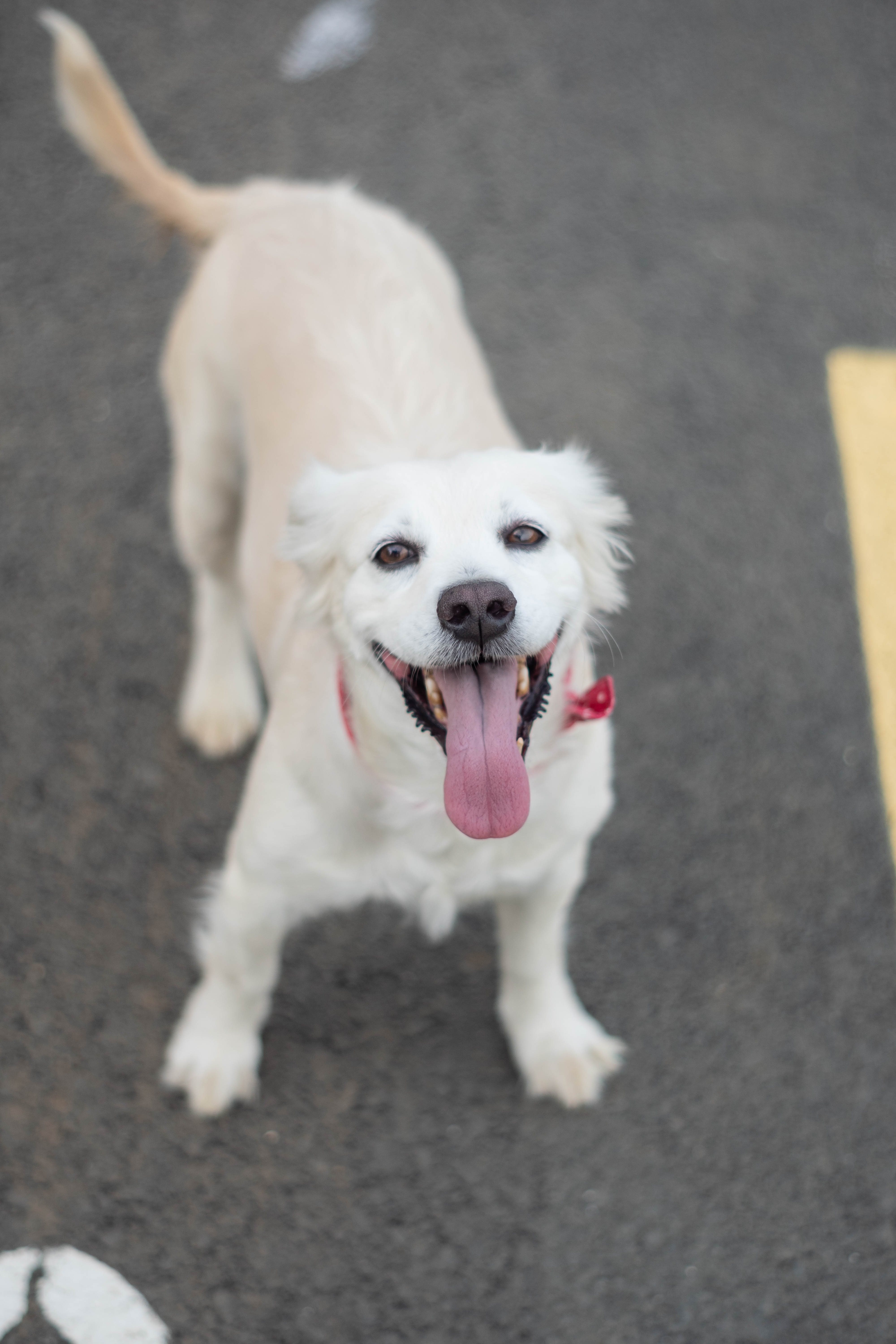 白色狗狗開心伸舌,象徵犬貓心肺機能與日常活力保健管理