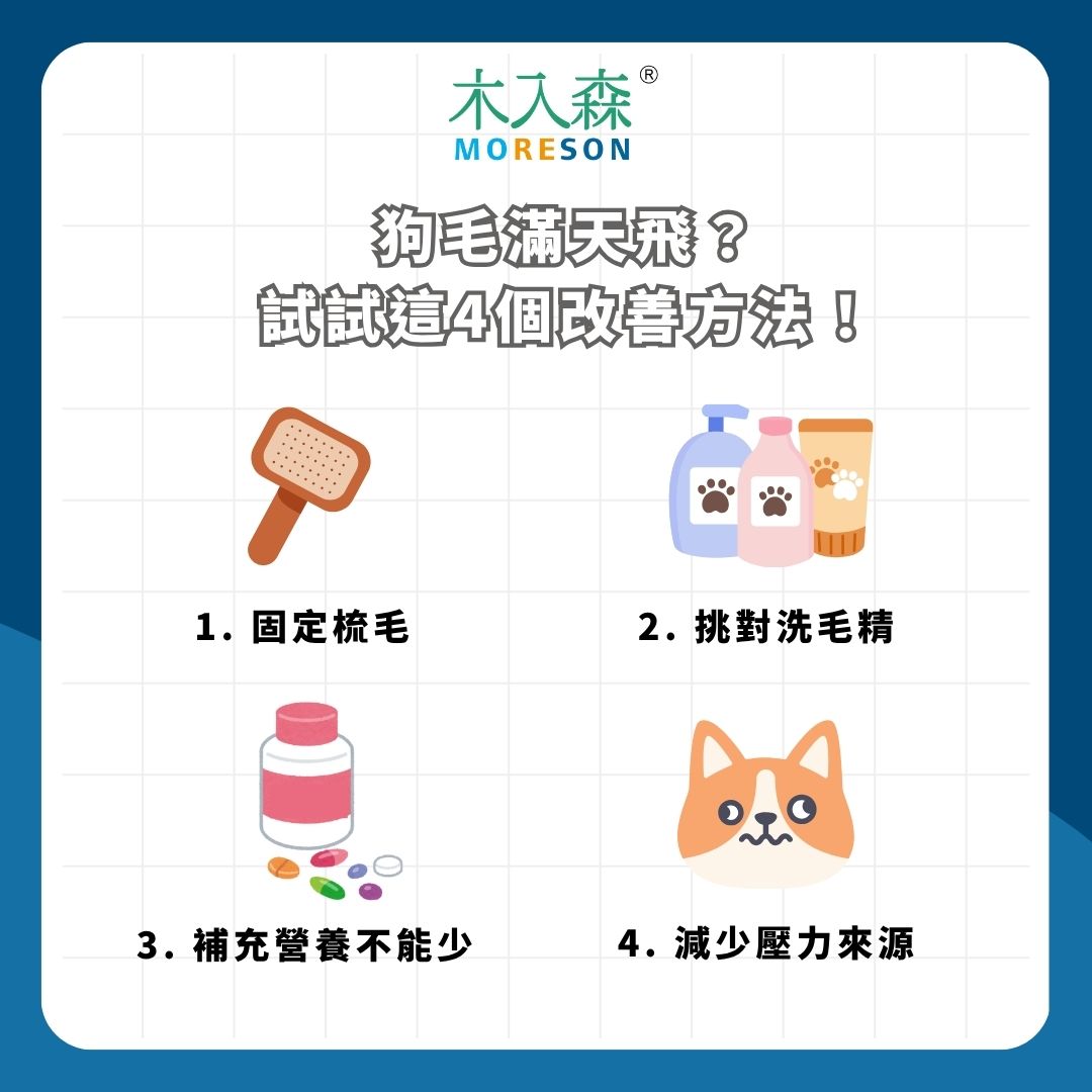 狗毛滿天飛?試試這 4 個改善方法 狗毛滿天飛?試試這 4 個改善方法