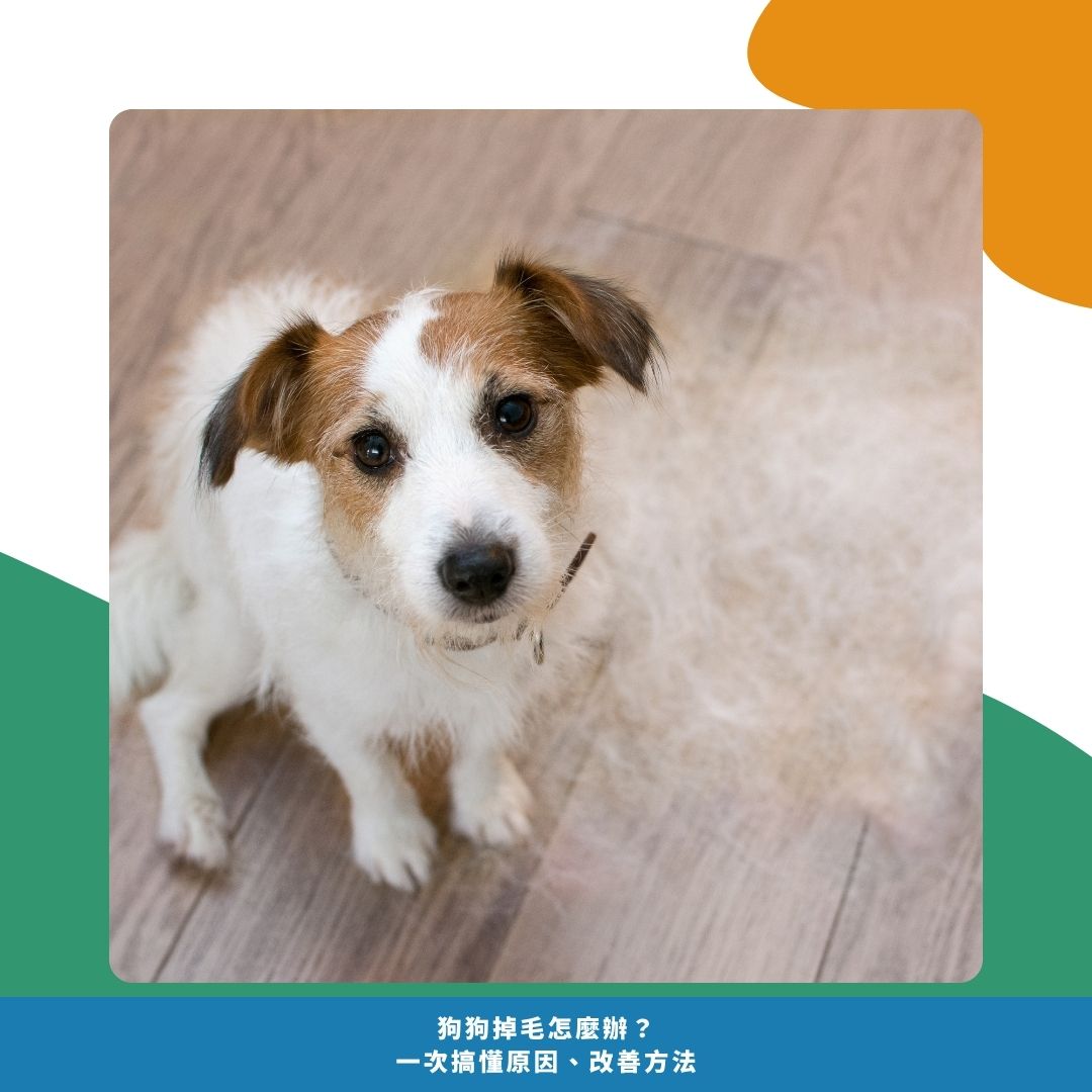 狗狗掉毛的原因有哪些?先判斷「正常還是不正常」 狗狗掉毛的原因有哪些?先判斷「正常還是不正常」