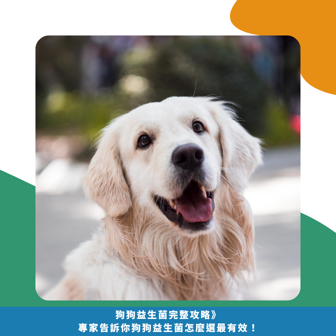 《2025狗狗益生菌完整攻略》專家告訴你狗狗益生菌怎麼選最有效! 2025狗狗益生菌完整攻略》專家告訴你狗狗益生菌怎麼選最有效!