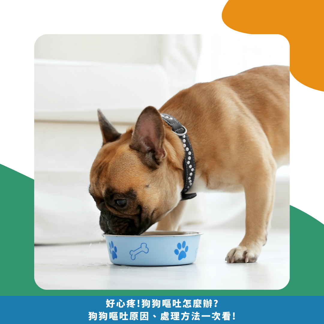 好心疼!狗狗嘔吐怎麼辦? 狗狗嘔吐原因、處理方法一次看! 好心疼!狗狗嘔吐怎麼辦? 狗狗嘔吐原因、處理方法一次看!