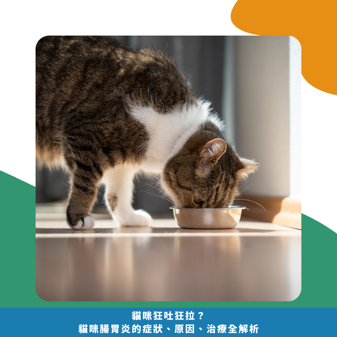 貓咪狂吐狂拉?小心這7大腸胃炎原因!貓咪腸胃炎的症狀、原因、治療全解析 貓咪狂吐狂拉?小心這7大腸胃炎原因!貓咪腸胃炎的症狀、原因、治療全解析