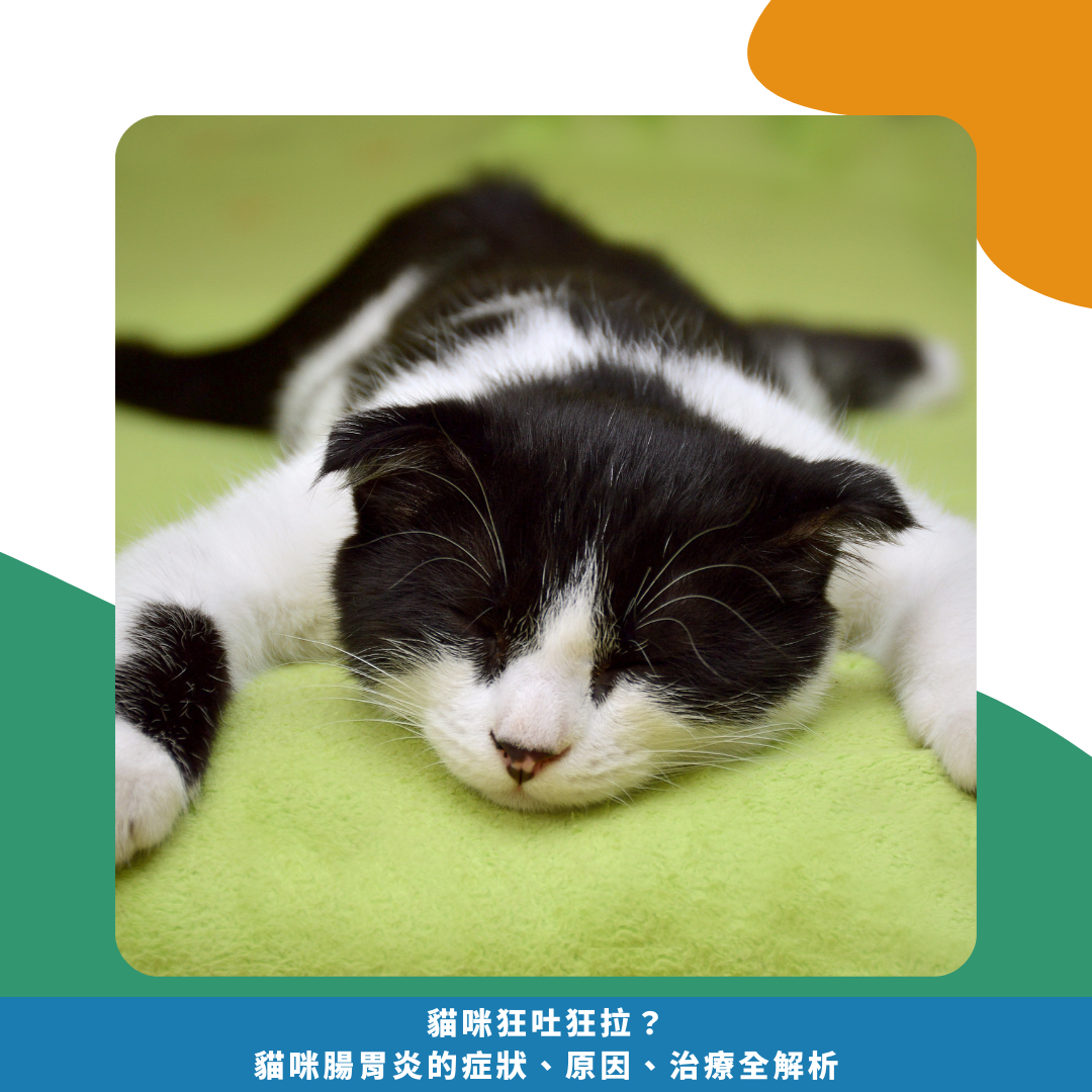 貓咪狂吐狂拉?小心這7大腸胃炎原因!貓咪腸胃炎的症狀、原因、治療全解析 貓咪狂吐狂拉?小心這7大腸胃炎原因!貓咪腸胃炎的症狀、原因、治療全解析