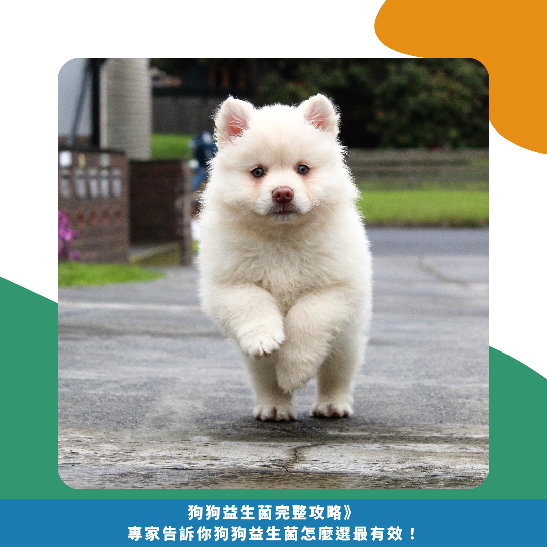 2025狗狗益生菌完整攻略》專家告訴你狗狗益生菌怎麼選最有效! 《2025狗狗益生菌完整攻略》專家告訴你狗狗益生菌怎麼選最有效!