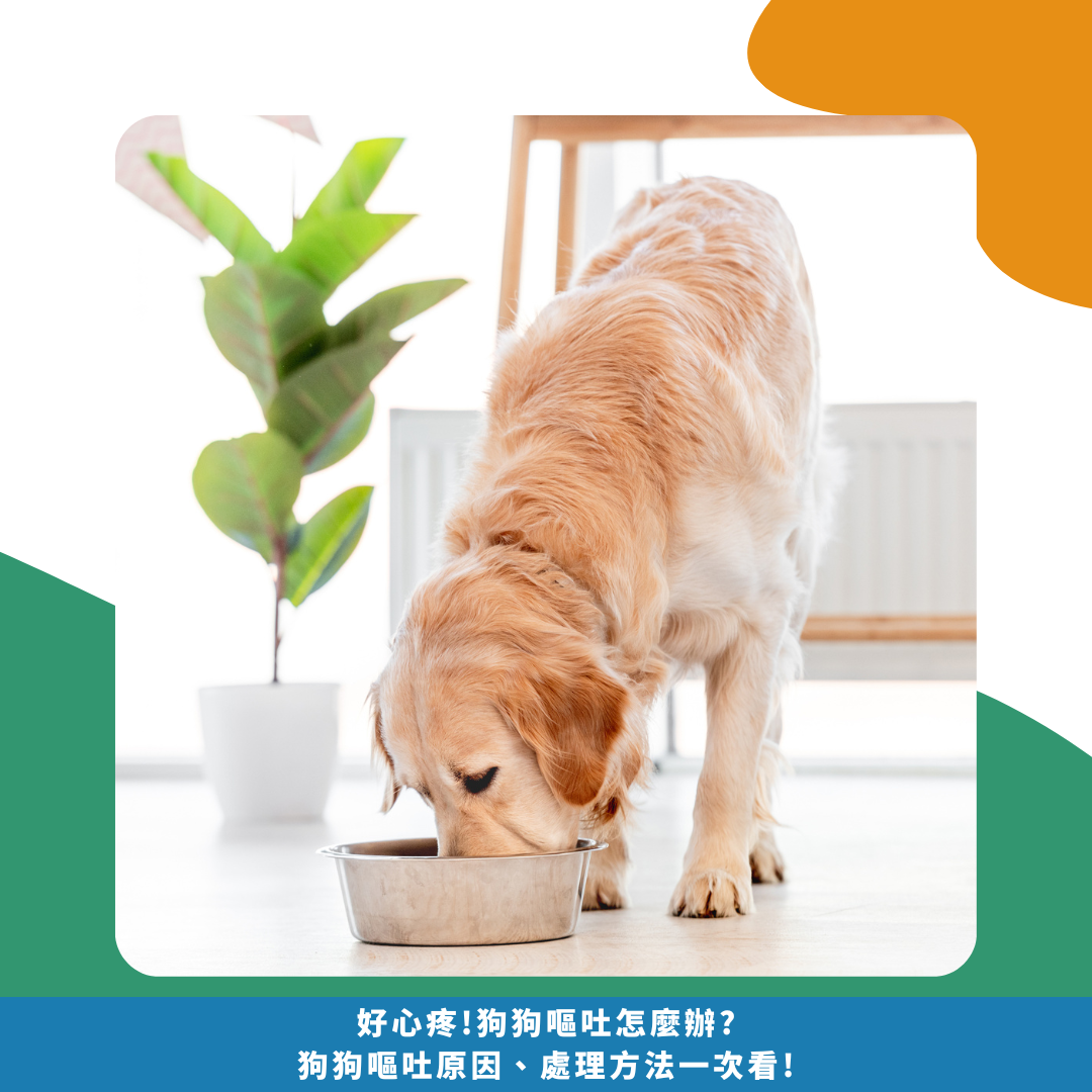 好心疼!狗狗嘔吐怎麼辦? 狗狗嘔吐原因、處理方法一次看! 好心疼!狗狗嘔吐怎麼辦? 狗狗嘔吐原因、處理方法一次看!