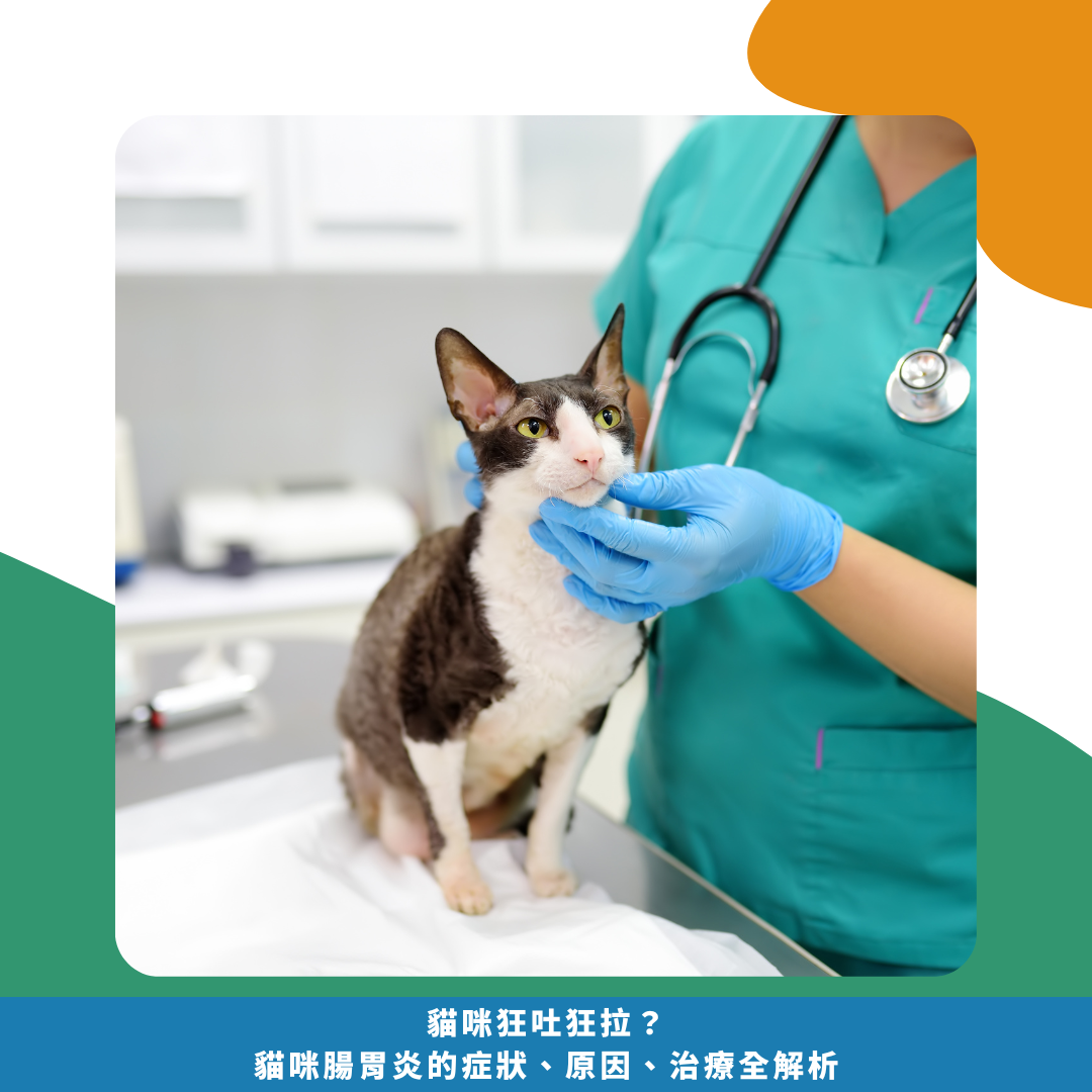 貓咪狂吐狂拉?小心這7大腸胃炎原因!貓咪腸胃炎的症狀、原因、治療全解析 貓咪狂吐狂拉?小心這7大腸胃炎原因!貓咪腸胃炎的症狀、原因、治療全解析
