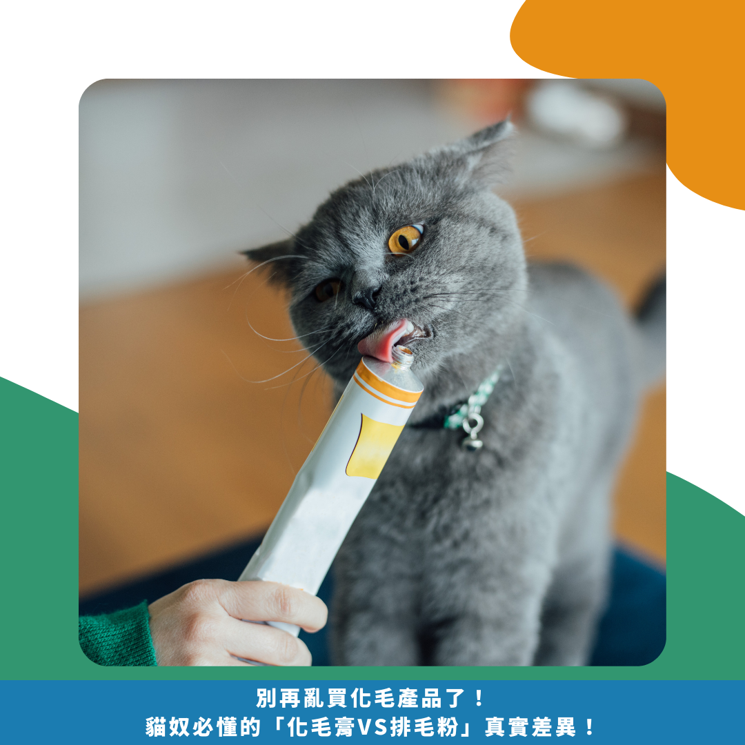 別再亂買化毛產品了!貓奴必懂的「化毛膏vs排毛粉」真實差異! 別再亂買化毛產品了!貓奴必懂的「化毛膏vs排毛粉」真實差異!