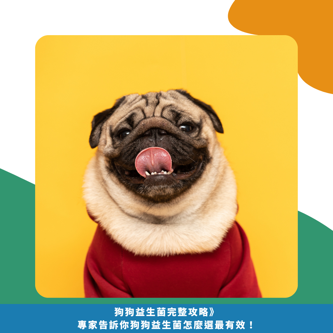 《2025狗狗益生菌完整攻略》專家告訴你狗狗益生菌怎麼選最有效! 2025狗狗益生菌完整攻略》專家告訴你狗狗益生菌怎麼選最有效!