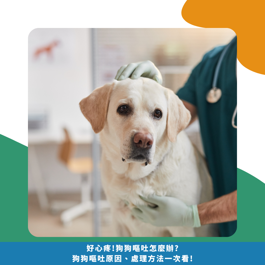 好心疼!狗狗嘔吐怎麼辦? 狗狗嘔吐原因、處理方法一次看! 好心疼!狗狗嘔吐怎麼辦? 狗狗嘔吐原因、處理方法一次看!
