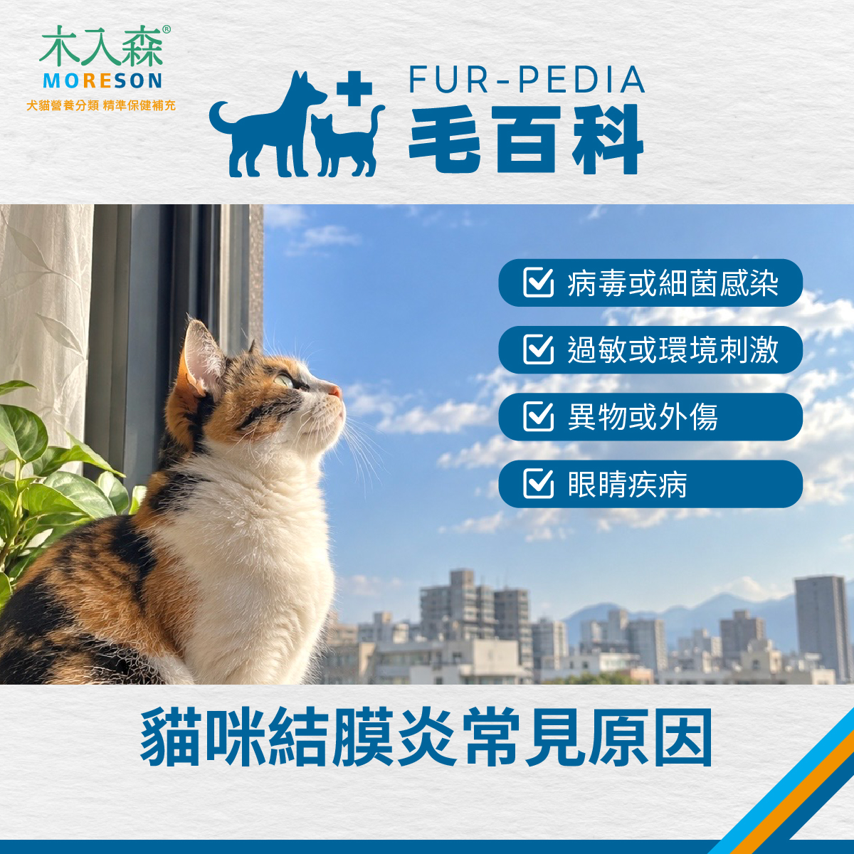 貓咪結膜炎常見原因 貓咪坐在窗邊望向戶外,整理貓咪結膜炎常見原因,包含病毒細菌感染、過敏刺激、異物外傷與眼睛疾病