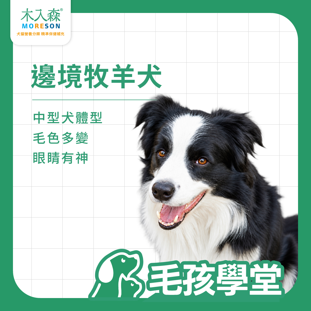 邊境牧羊犬封面圖，介紹邊境牧羊犬屬於中型犬，具有毛色多變、眼睛有神等外型特徵。