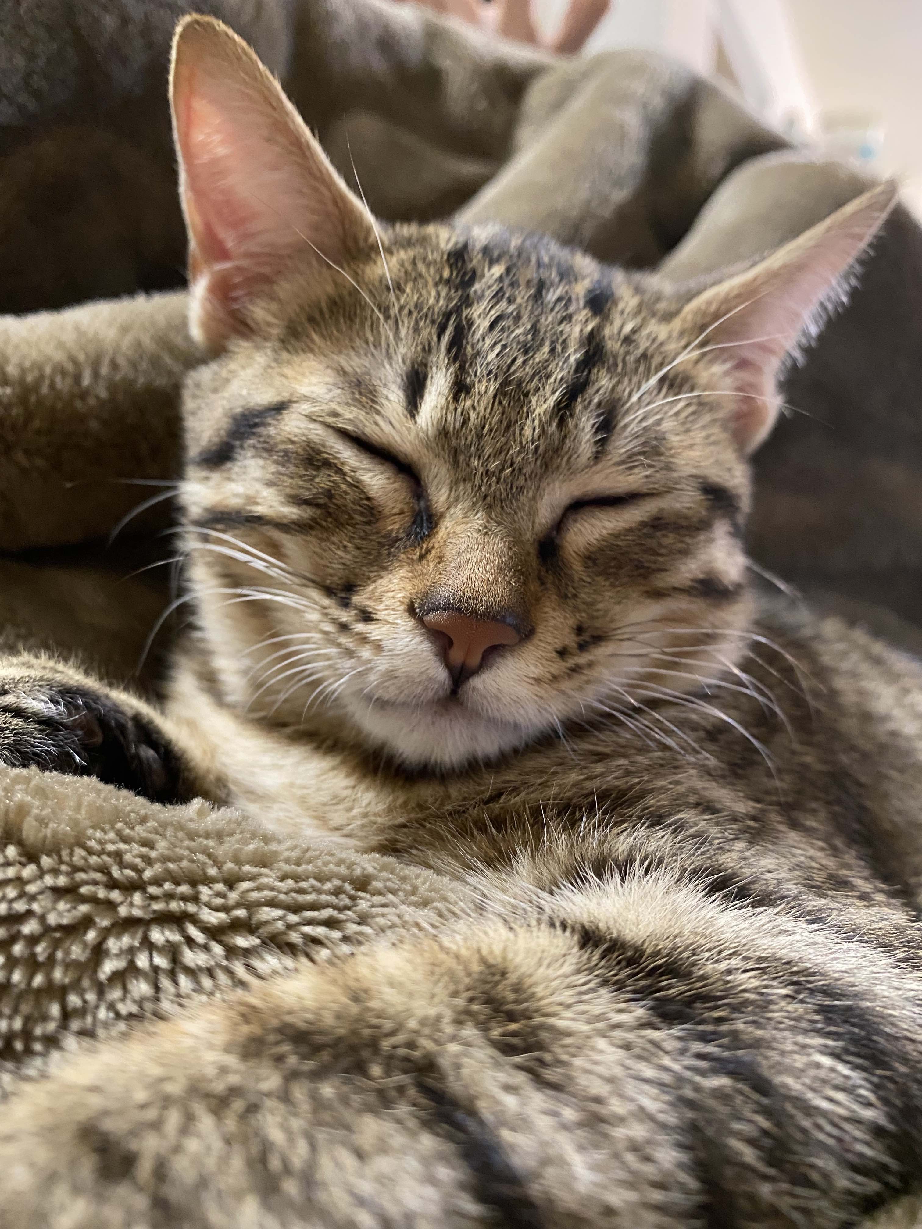 你真的需要幫貓洗澡嗎?搞懂SOP、頻率、注意事項,少打一場仗! 你真的需要幫貓洗澡嗎?搞懂SOP、頻率、注意事項,少打一場仗!