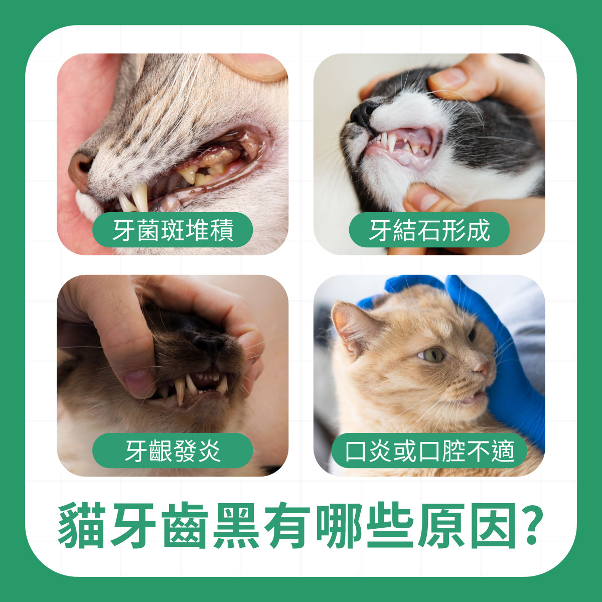 貓牙齒黑有哪些原因 四張貓咪口腔問題示意圖,呈現牙菌斑堆積、牙結石形成、牙齦發炎與口炎等可能造成貓牙齒變黑的原因