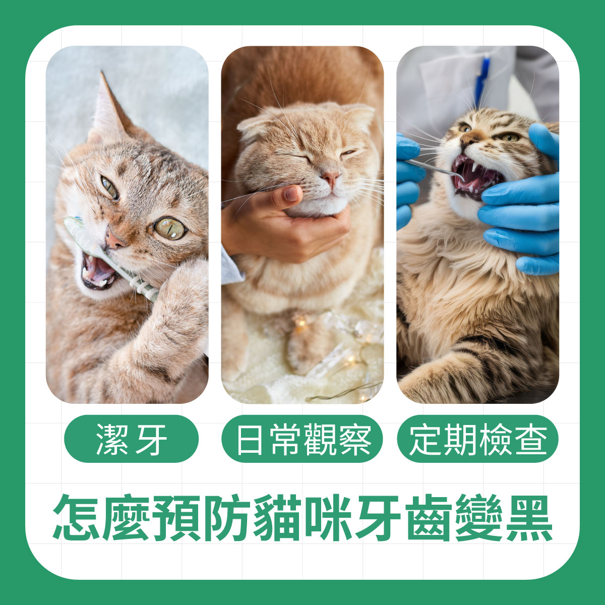 怎麼預防貓咪牙齒變黑 三張貓咪口腔照護示意圖,說明預防貓咪牙齒變黑可從潔牙、日常觀察與定期檢查做起