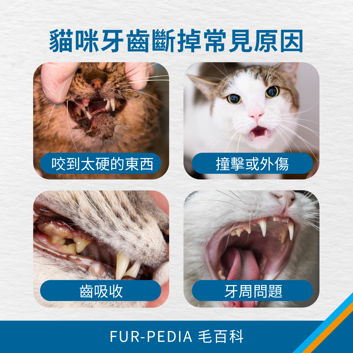 四格圖整理貓咪牙齒斷掉常見原因，包含咬到硬物、撞擊外傷、齒吸收與牙周問題